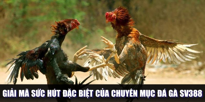 Sức hút của hình thức đấu chiến kê tại SV388